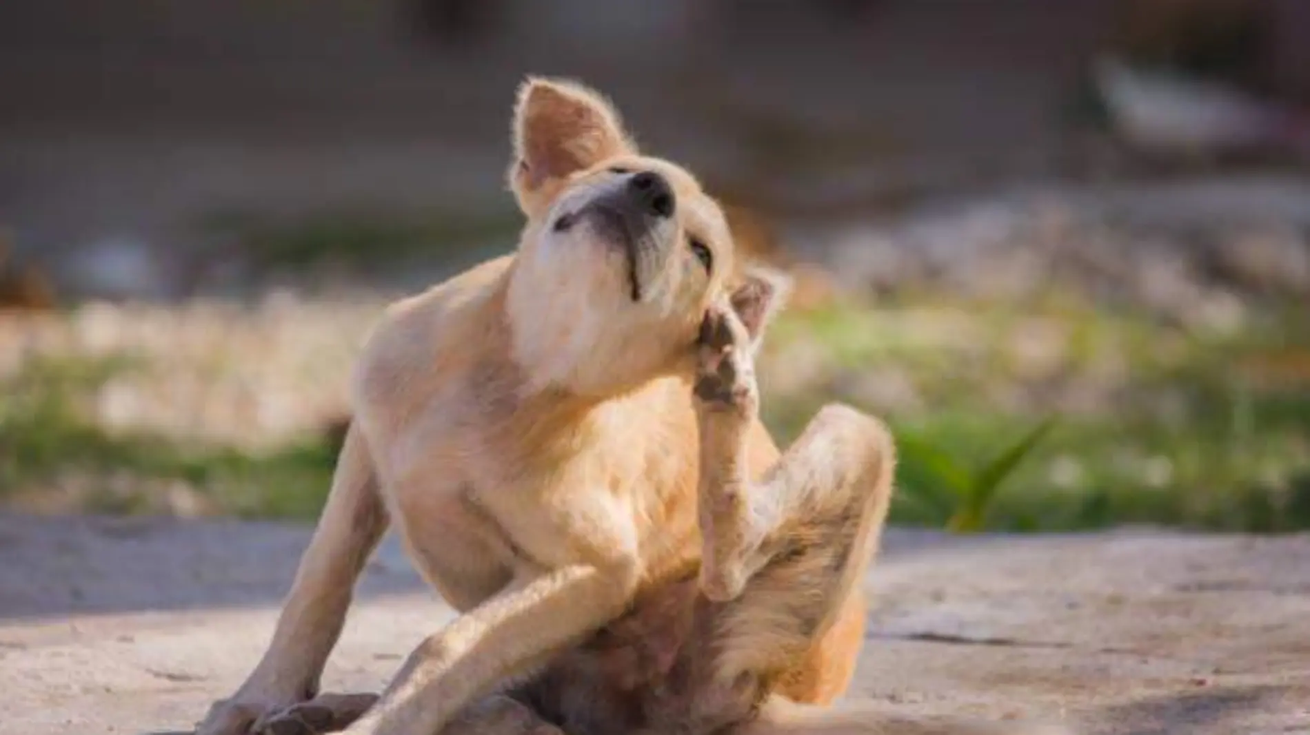 perro rascandose